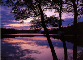 手前右側に3本の細い木が立ち水面に雲が写り夕焼け色に染まっているチミケップ湖の写真
